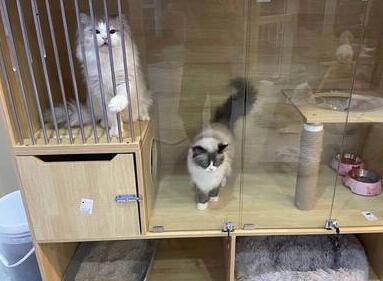 眼前一亮的寵物店名(精選200個)